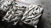 wholesale low price frozen sardines fish for bait
