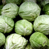 FRESH CABBAGE