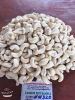 cashew kernel 