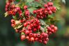 Hawthorn Berries Whole