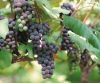 Sell Grape seed oil/su...