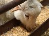 Sell Soybean Meal (Wit...