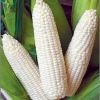 Sell Best Grade White Corn Maize For Animal Feed White Maize Corn