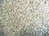 Sell Best Grade White Corn Maize For Animal Feed White Maize Corn