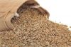 Sell Rye bran RYE FLAKES ,Rye bran high grade,Winter Rye for sale