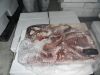 Southern Octopus