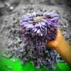 Saffron