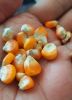 Yellow Corn - Animal F...
