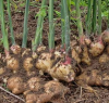 fresh ginger