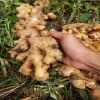 fresh ginger