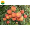 Fresh Lychee GlobalGAP from Vietnam, Mob/Whatsapp: +84356510958