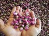 Dried rose buds, Natur...