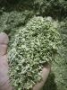 Thyme / Thymus vulgari...
