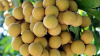 Fresh Son La Longan From Vietnam - High Quality, Stable Supply, Competitive Price (HuuNghi Fruit) 