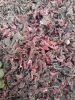 Dried whole Hibiscus F...