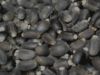 Selling Jatropha Seeds