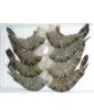 Frozen Fresh Shrimp/Seafood/Black Tiger Prawn