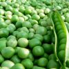Green Peas Best Quality Dried Whole Pigeon Peas