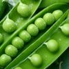 Green Peas Best Quality Dried Whole Pigeon Peas