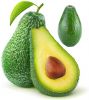 TOP GRADE FRESH AVOCADO/Fresh avocado