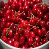 Wholesale Top Quality Fresh Cherries In Cheap Price