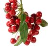 Wholesale Top Quality Fresh Cherries In Cheap Price