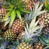 Wholesale High Quality Natural Taste FRESH PINEAPPLE