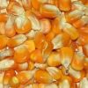 Best Quality Dried Style Yellow Corn/ Dry Maize For Animal Feed Best Price