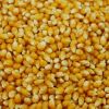 Best Quality Dried Style Yellow Corn/ Dry Maize For Animal Feed Best Price