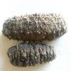 Wholesaler Sea Cucumber Dried and Frozen Sea Cucumber, Natural for sale
