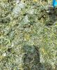 bitterleaf, bitter lea...