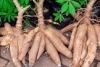 cassava leave, cassava...