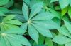 cassava leave, cassava...
