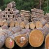 timber logs,