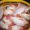 Seafood Fresh Frozen Red Tilapia Fish Red Snapper Tilapia Fish