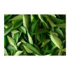 100% Best Quality Dried Curry Leaves at Market Price