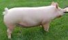 American Yorkshire Pig, livestock pigs for sale online 