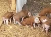 Hereford Pig FOR SALE, livestock for sale online 