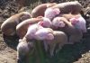Hereford Pig FOR SALE, livestock for sale online 