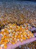 Yellow Corn for Human and Animal Feed