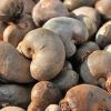 Cocoa Beans, Cashew Nuts