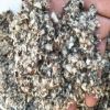 Cotton Seeds 