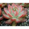 Quality and Sell Echeveria Seed Mix