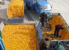 Quality and Sell Factory Price Mango/Pineapple/Orange/Citrus Juice /Fruit Juice Production Line