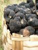 Tuber Aestivum, Black ...