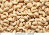 Cashew Nut
