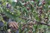 Robusta Green Coffee I...