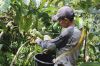 Robusta Green Coffee I...