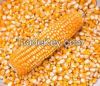 Corn/Maize