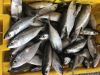 Frozen Indian Mackerel...